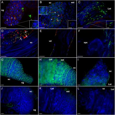 Glycoprotein Hormone Receptor Knockdown Leads to Reduced Reproductive Success in Male Aedes aegypti